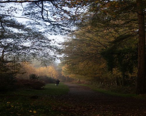 Person walking in forest path autumn